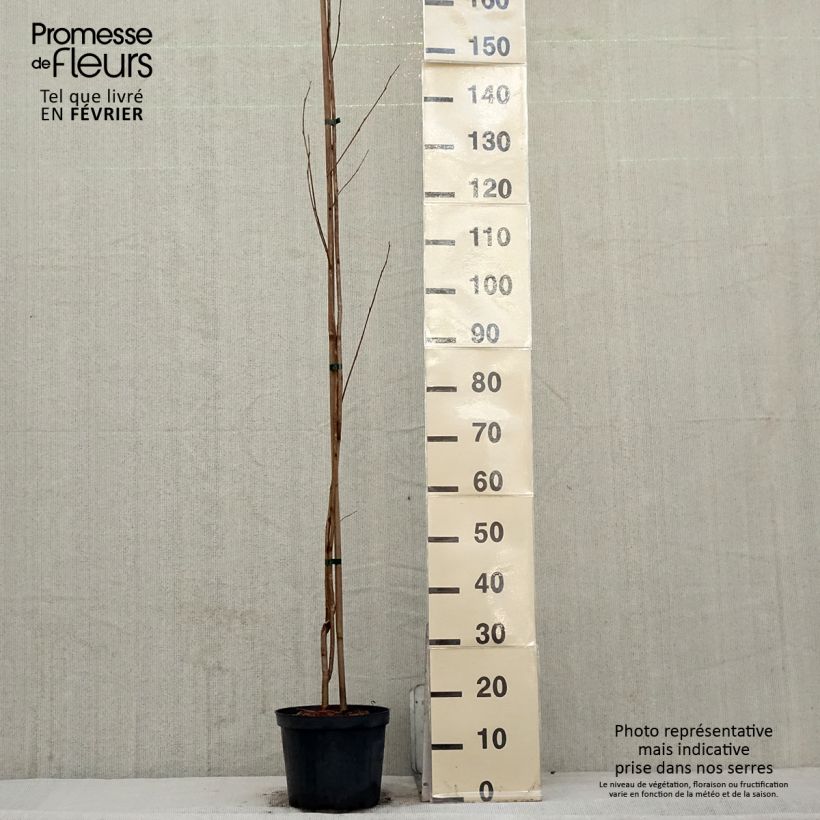 Spécimen de Pterostyrax corymbosa Pot de 3L/4L tel que livré en hiver