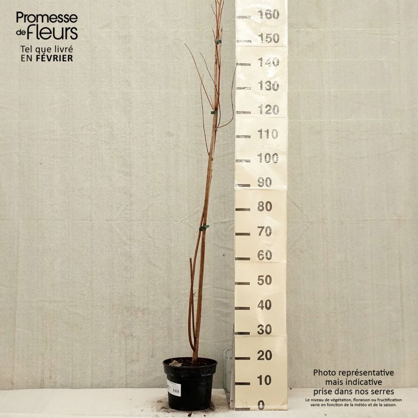 Spécimen de Pterostyrax hispida - Arbre aux épaulettes Pot de 4L/5L tel que livré en hiver