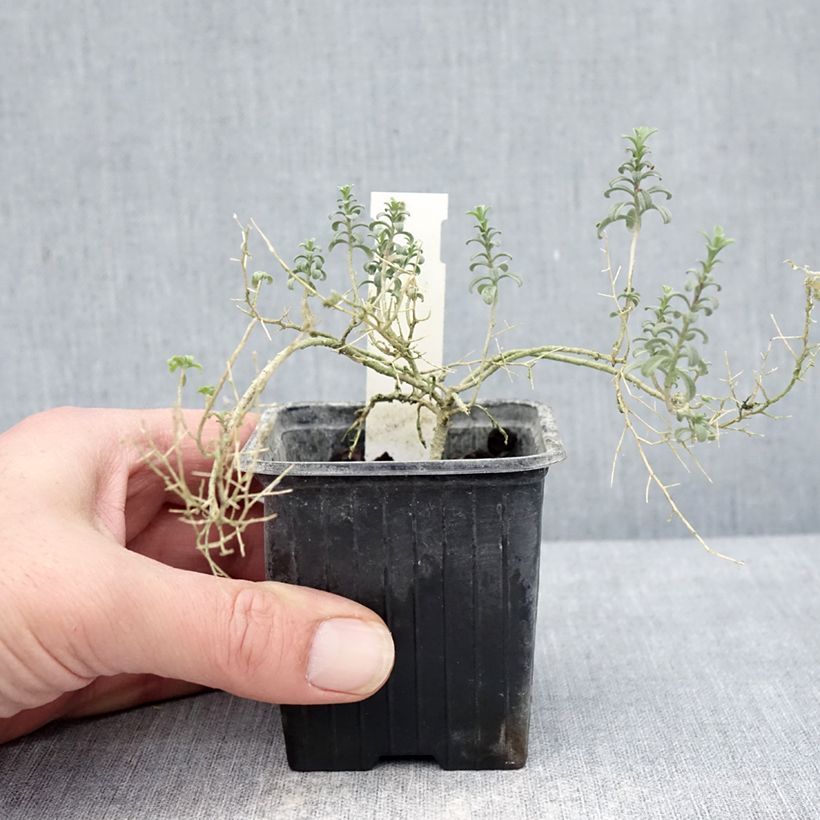 Spécimen de Ptilotrichum spinosum Rubrum - Alysson épineux Godet de 8/9 cm tel que livré en hiver