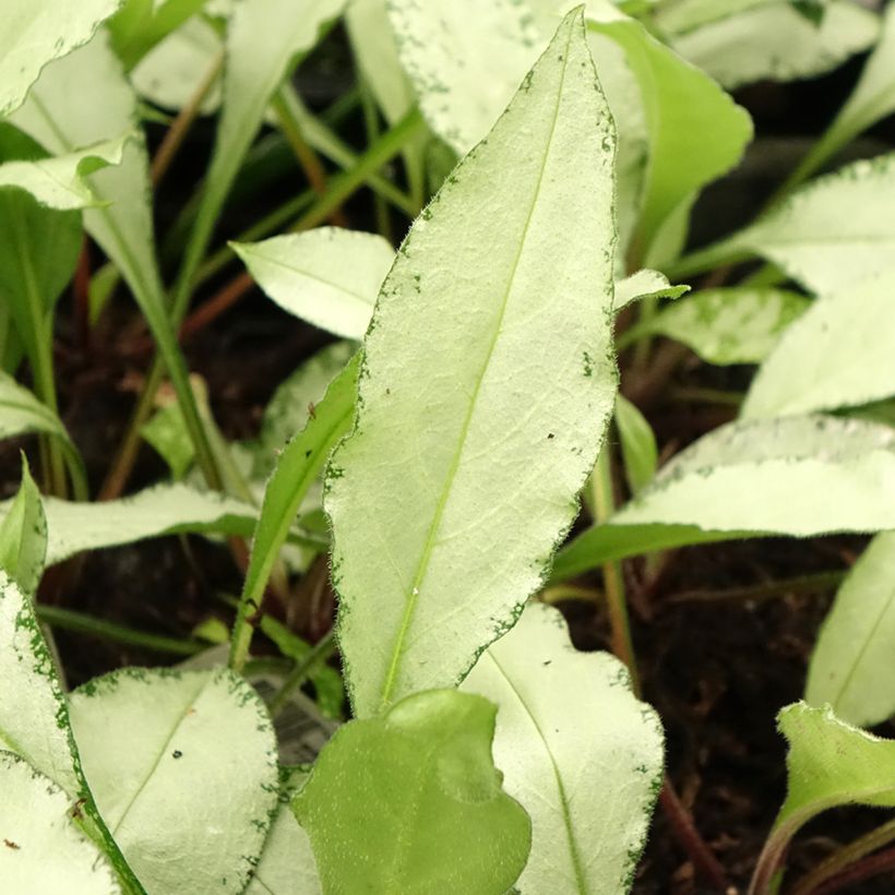 Pulmonaire hybride - Pulmonaria Diane Clare (Feuillage)