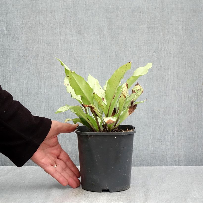 Spécimen de Pulmonaire hybride - Pulmonaria Diane Clare Pot de 2L/3L tel que livré en automne