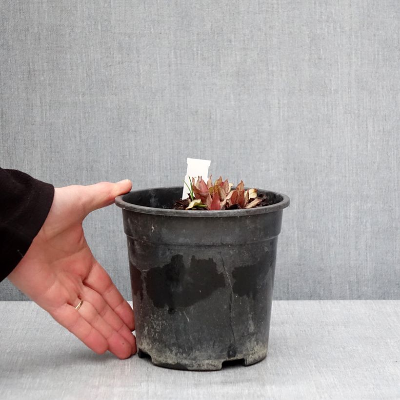 Spécimen de Pulmonaire hybride - Pulmonaria Diane Clare Pot de 2L/3L tel que livré en hiver