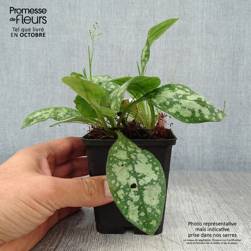 Spécimen de Pulmonaire hybride - Pulmonaria Opal Godet de 8/9 cm tel que livré en automne