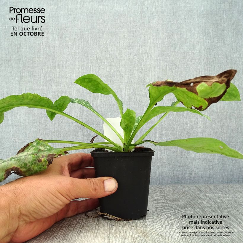 Spécimen de Pulmonaire hybride - Pulmonaria Sissinghurst White Godet de 8/9 cm tel que livré en automne