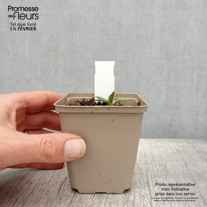 Spécimen de Pulmonaire hybride - Pulmonaria Twinkle Toes Godet de 8/9 cm tel que livré en hiver