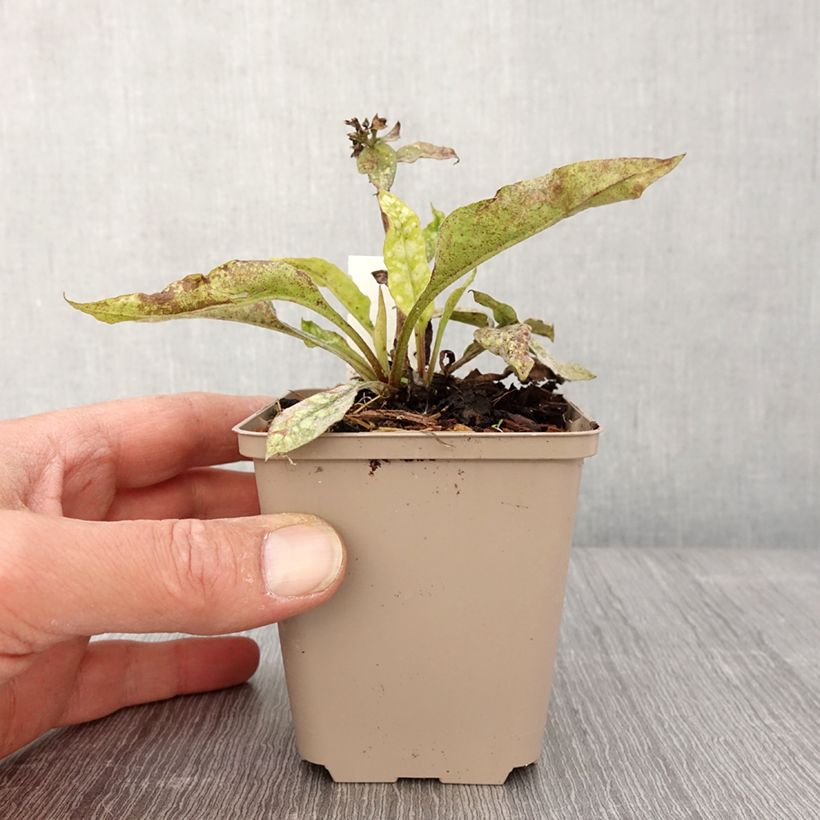 Pulmonaria Twinkle Toes Maceta de 8/9 cm Ejemplar entregado en la primavera