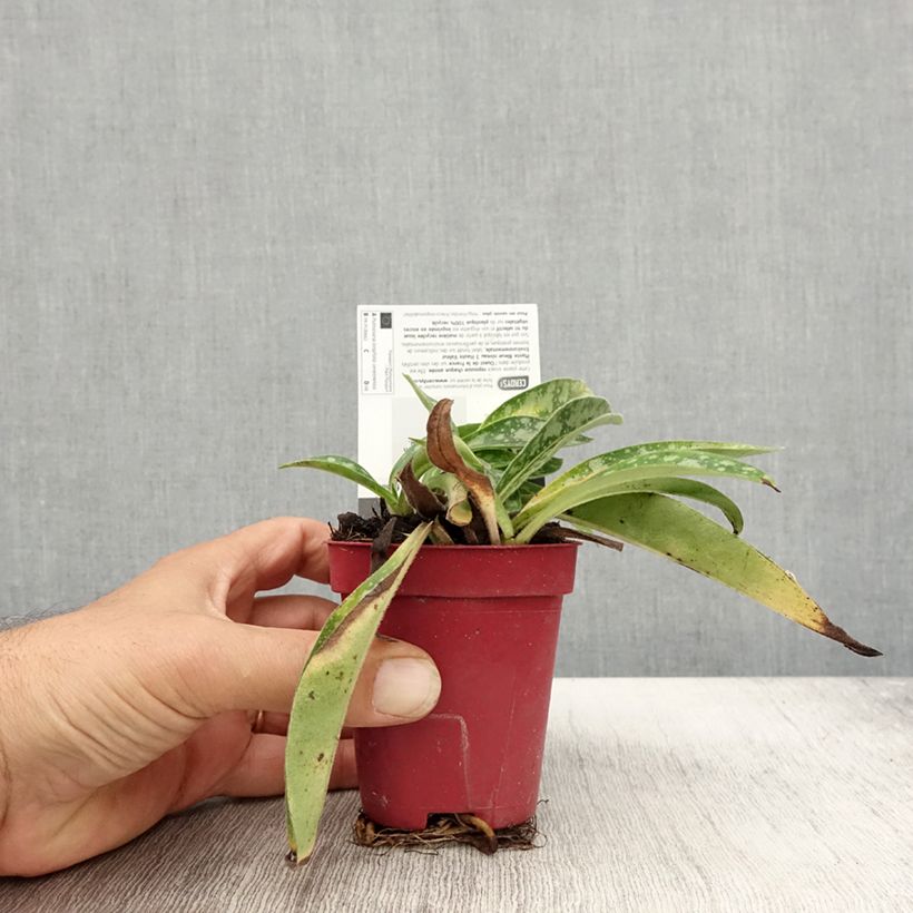 Spécimen de Pulmonaire longifolia Cevennensis - Pulmonaire à longues feuilles Godet de 8/9 cm tel que livré en automne