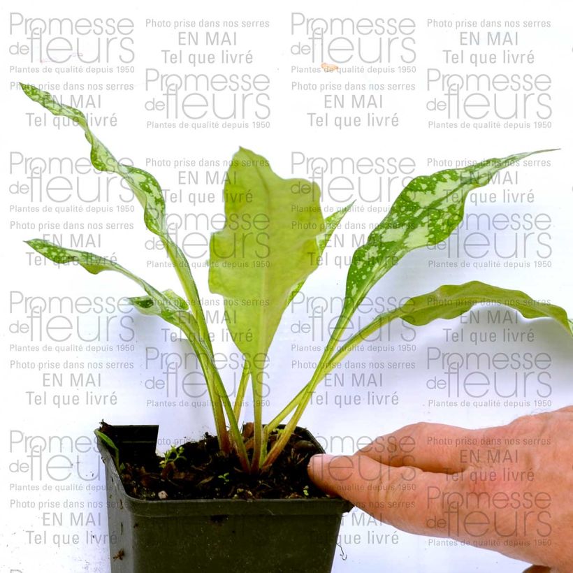 Exemple de spécimen de Pulmonaire hybride - Pulmonaria Margery Fish Godet de 8/9 cm tel que livré