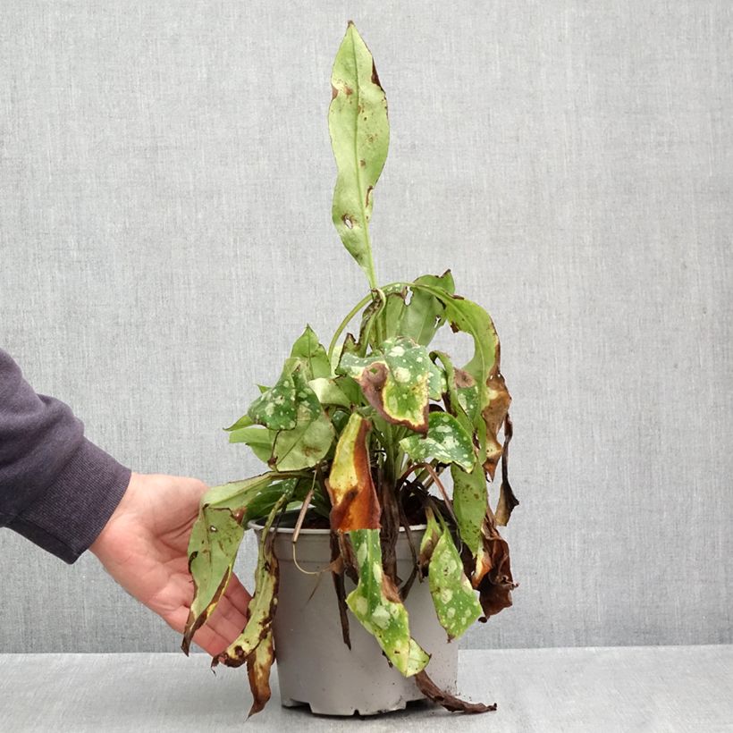 Spécimen de Pulmonaire Shrimps on the Barbie Pot de 3L/4L tel que livré en automne