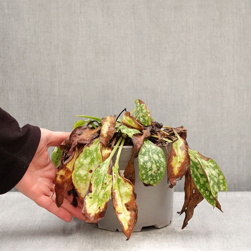 Spécimen de Pulmonaire Shrimps on the Barbie Pot de 3L/4L tel que livré en hiver