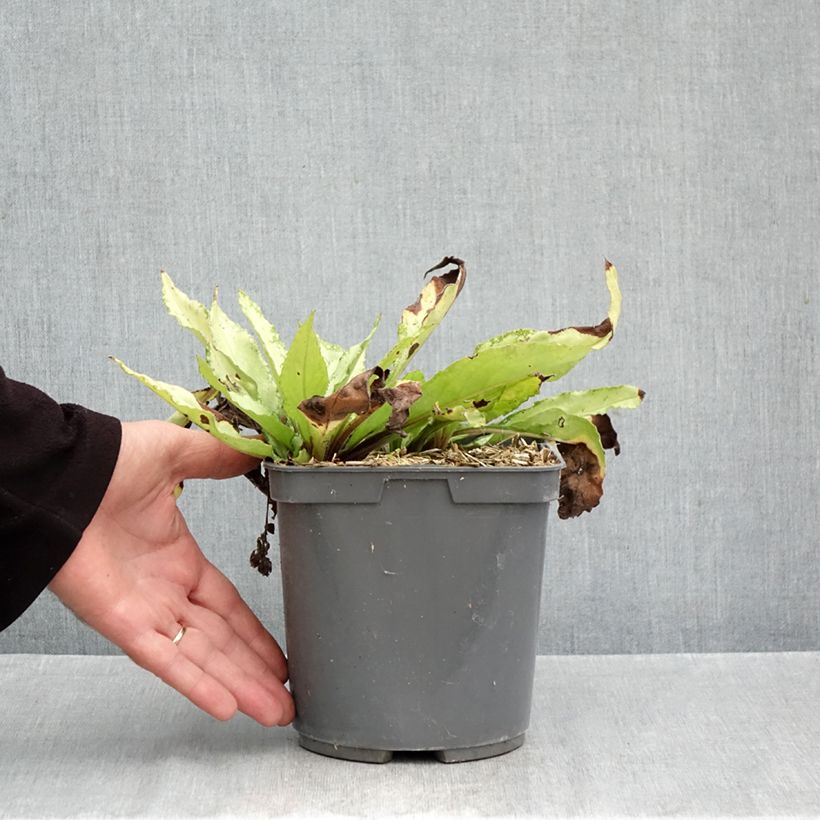 Spécimen de Pulmonaire Silver Bouquet - Pulmonaria saccharata Pot de 2L/3L tel que livré en automne