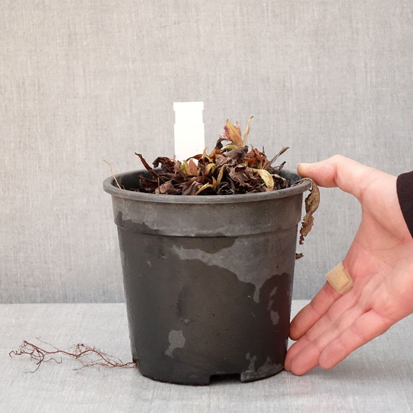 Spécimen de Pulmonaire Silver Bouquet - Pulmonaria saccharata Pot de 2L/3L tel que livré en hiver