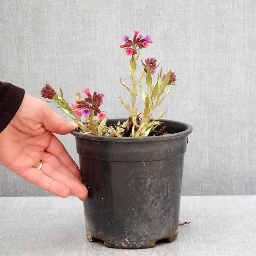 Spécimen de Pulmonaire Silver Bouquet - Pulmonaria saccharata Pot de 2L/3L tel que livré au printemps
