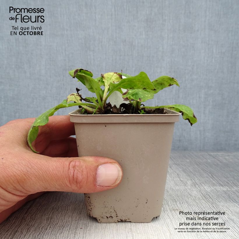 Spécimen de Pulmonaria officinalis - Pulmonaire officinale Godet de 8/9 cm tel que livré en automne