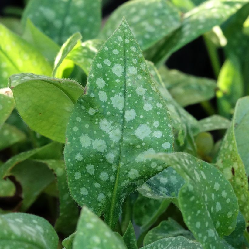Pulmonaria saccharata Dora Bielefeld (Feuillage)