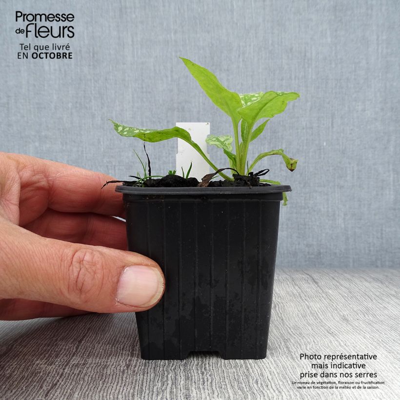 Spécimen de Pulmonaria saccharata Mrs Moon - Pulmonaire Mrs Moon Godet de 8/9 cm tel que livré en automne