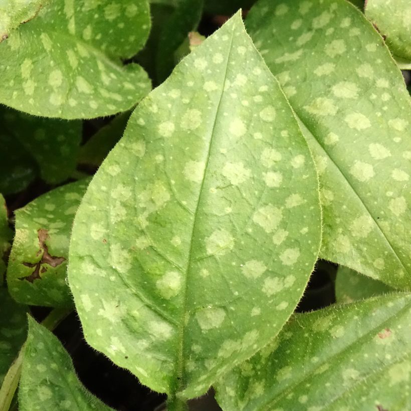 Pulmonaria saccharata Mrs Moon - Pulmonaire Mrs Moon (Feuillage)