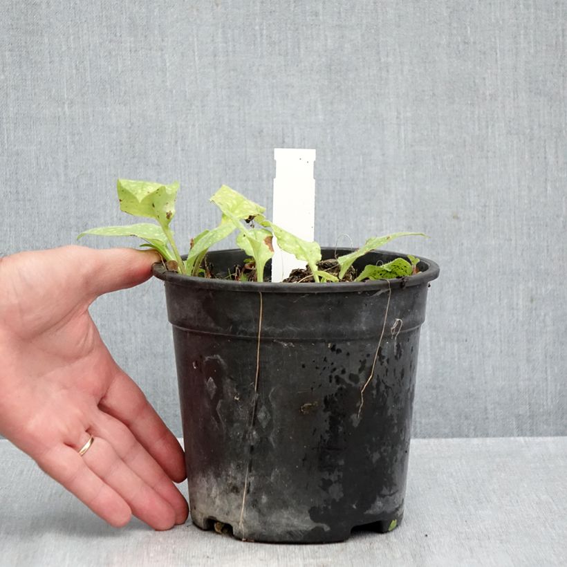 Spécimen de Pulmonaria saccharata Mrs Moon - Pulmonaire Mrs Moon Pot de 2L/3L tel que livré en automne