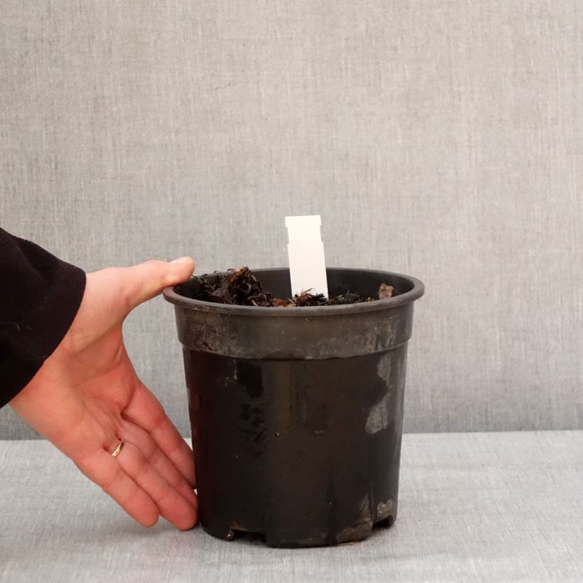 Spécimen de Pulmonaria saccharata Mrs Moon - Pulmonaire Mrs Moon Pot de 2L/3L tel que livré en hiver