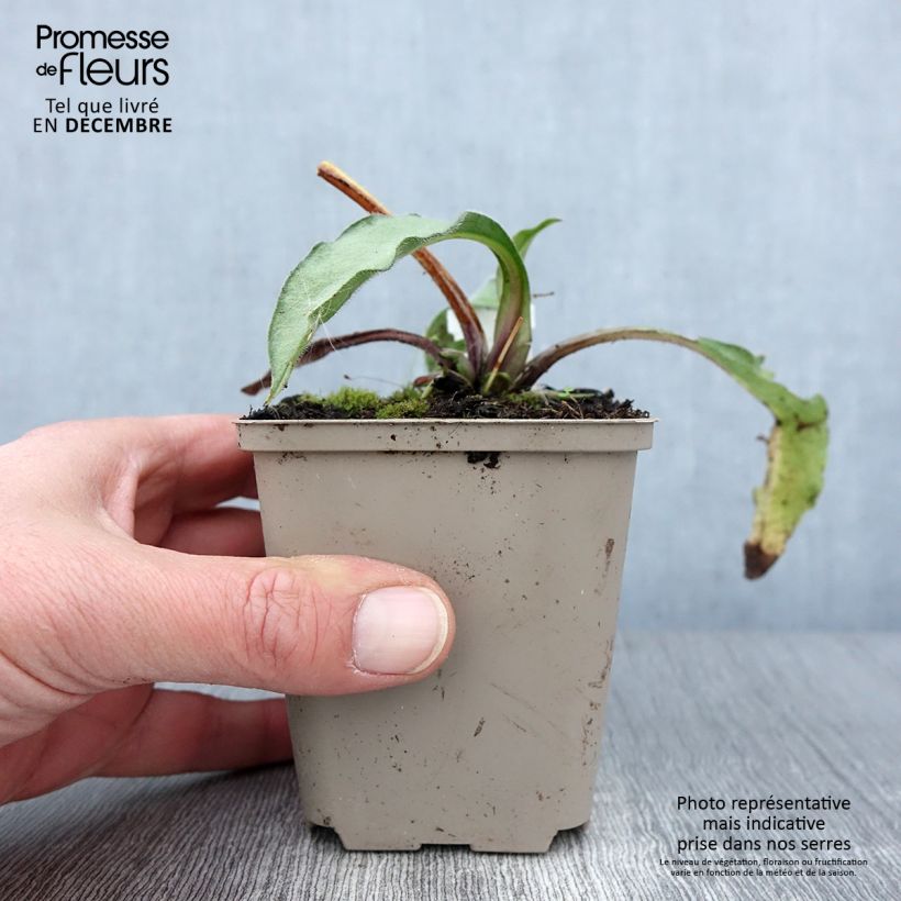Spécimen de Pulmonaria Samourai - Pulmonaire hybride Godet de 8/9 cm tel que livré en automne