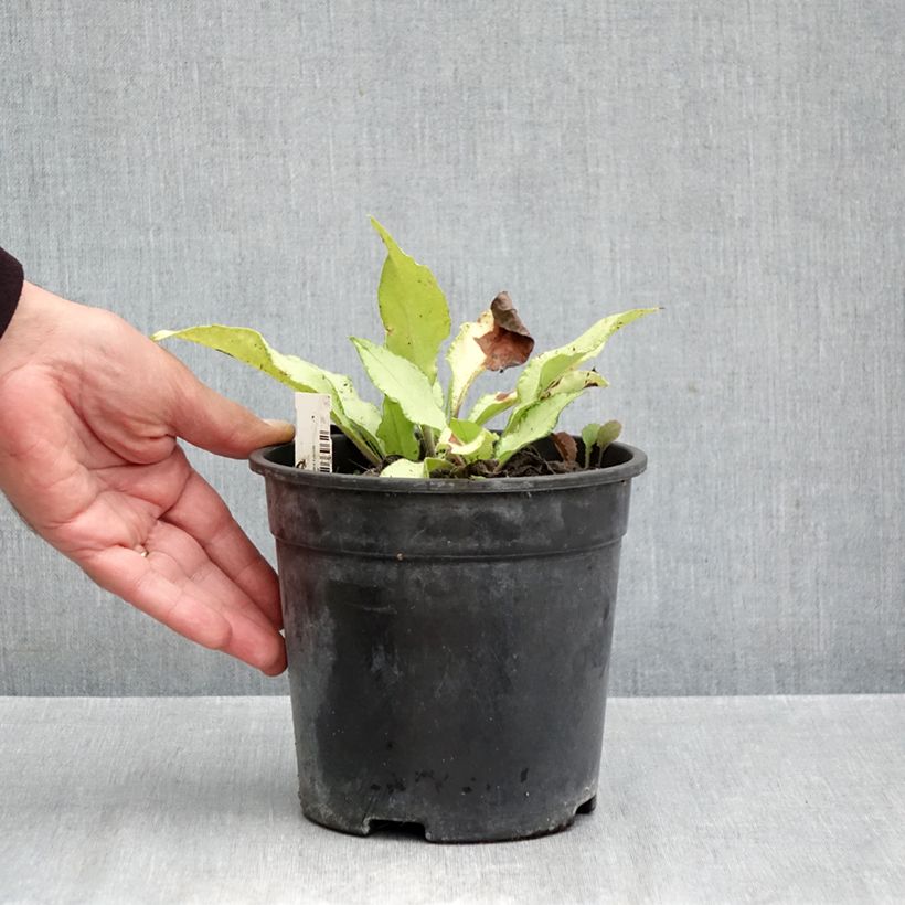 Spécimen de Pulmonaria Samourai - Pulmonaire hybride Pot de 2L/3L tel que livré en automne
