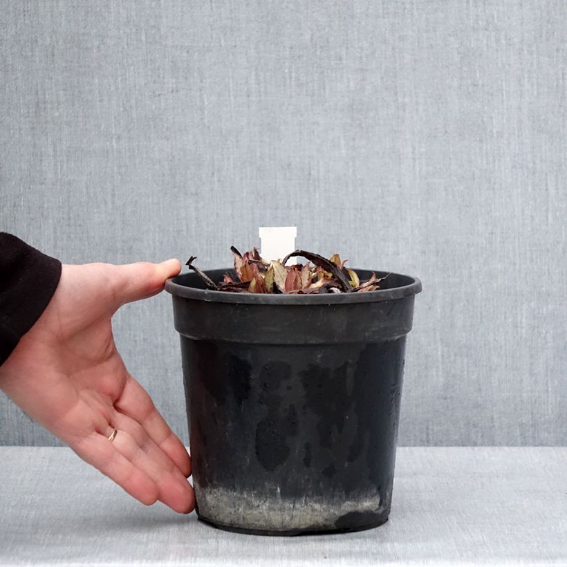 Spécimen de Pulmonaria Samourai - Pulmonaire hybride Pot de 2L/3L tel que livré en hiver