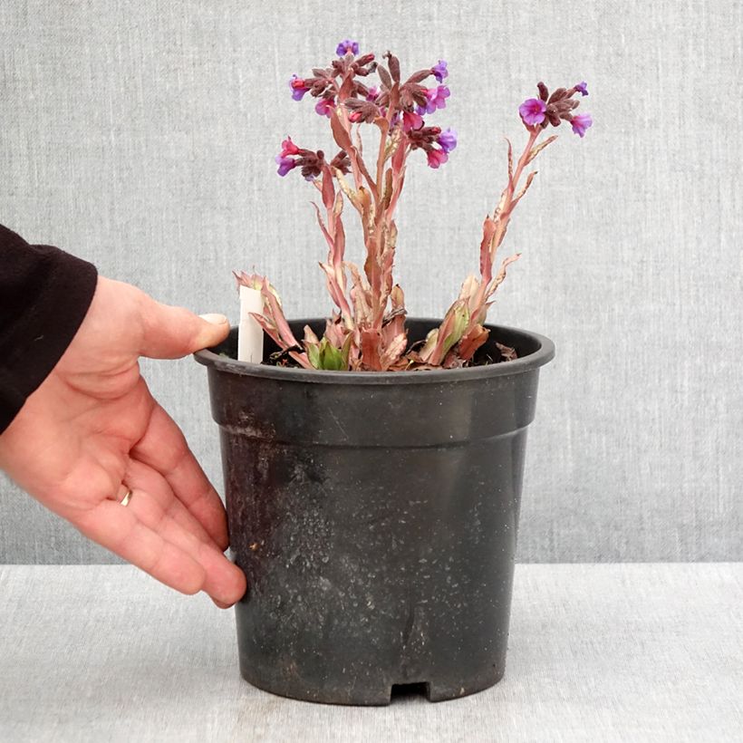 Spécimen de Pulmonaria Samourai - Pulmonaire hybride Pot de 2L/3L tel que livré au printemps