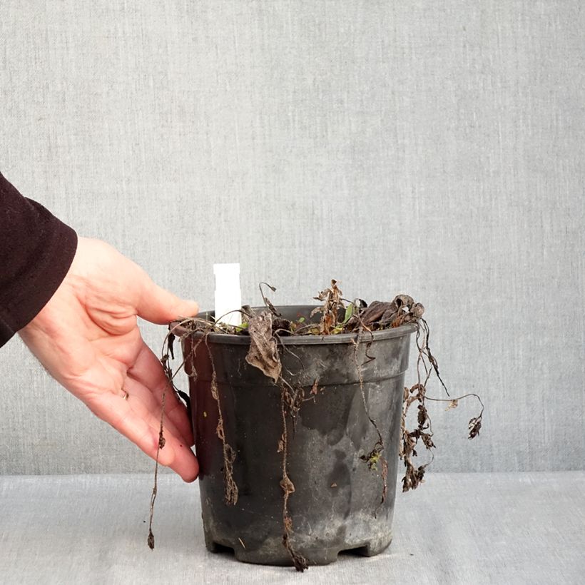 Spécimen de Pulmonaria Trevi Fountain - Pulmonaire hybride Pot de 2L/3L tel que livré en hiver