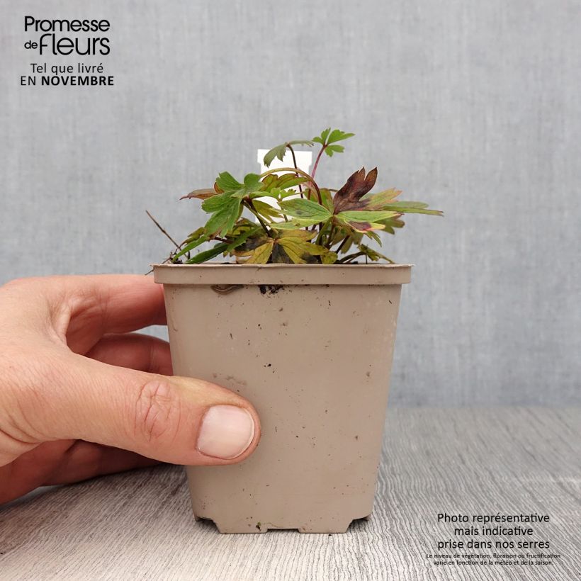 Spécimen de Pulsatilla patens - Anémone de prairie Godet de 8/9 cm tel que livré en automne