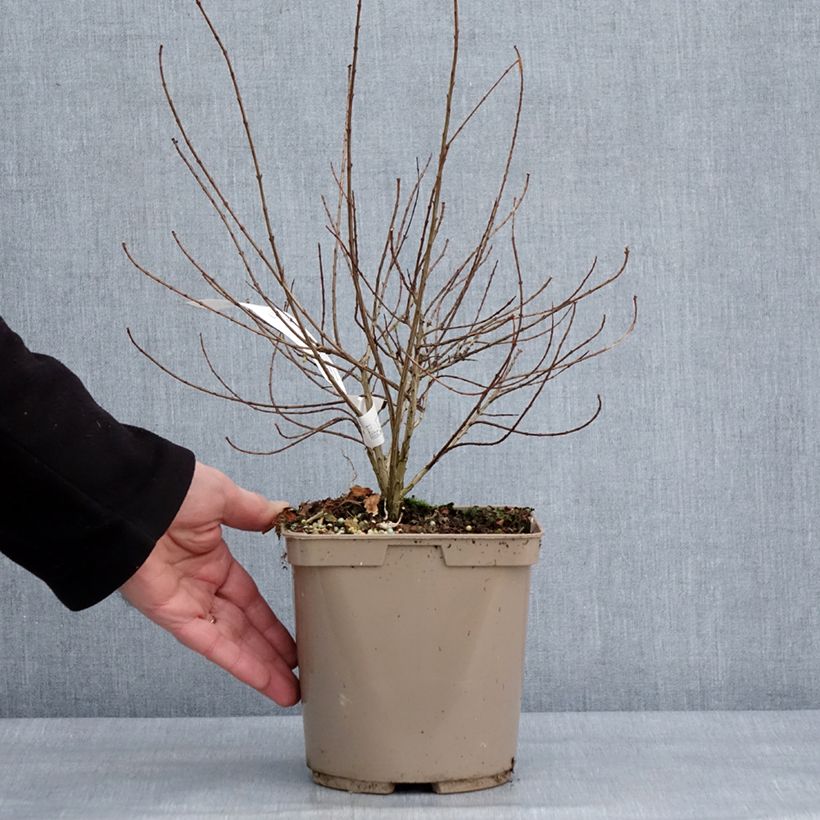 Spécimen de Punica granatum Nana Racemosa - Grenadier nain Pot de 3L/4L tel que livré en hiver