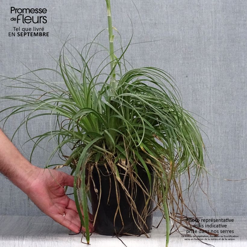 Spécimen de Puya alpestris - Chagual, plante mange-mouton Pot de 2L/3L tel que livré en automne