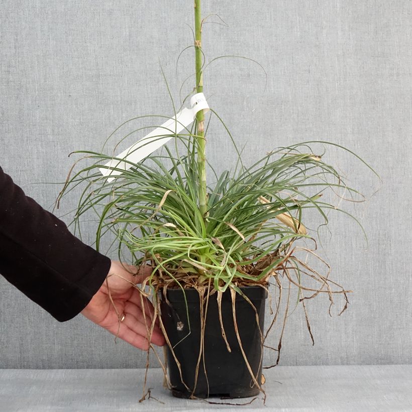 Spécimen de Puya mirabilis - Chagual  Pot de 2L/3L tel que livré en hiver
