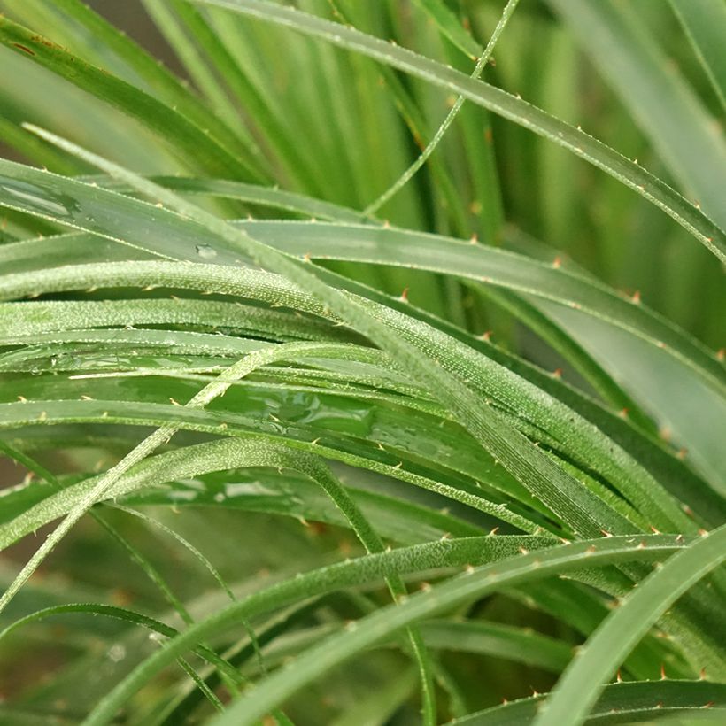 Puya mirabilis - Chagual (Feuillage)