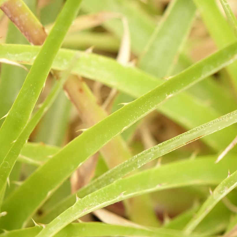 Puya weberbaueri - Broméliacée du Pérou (Feuillage)