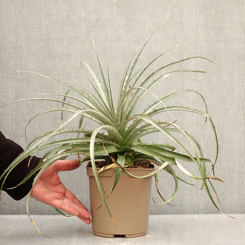 Spécimen de Puya weberiana Pot de 3L/4L tel que livré en hiver