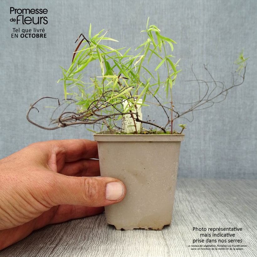 Spécimen de Pycnanthemum flexuosum - Menthe des montagnes Godet de 8/9 cm tel que livré en automne