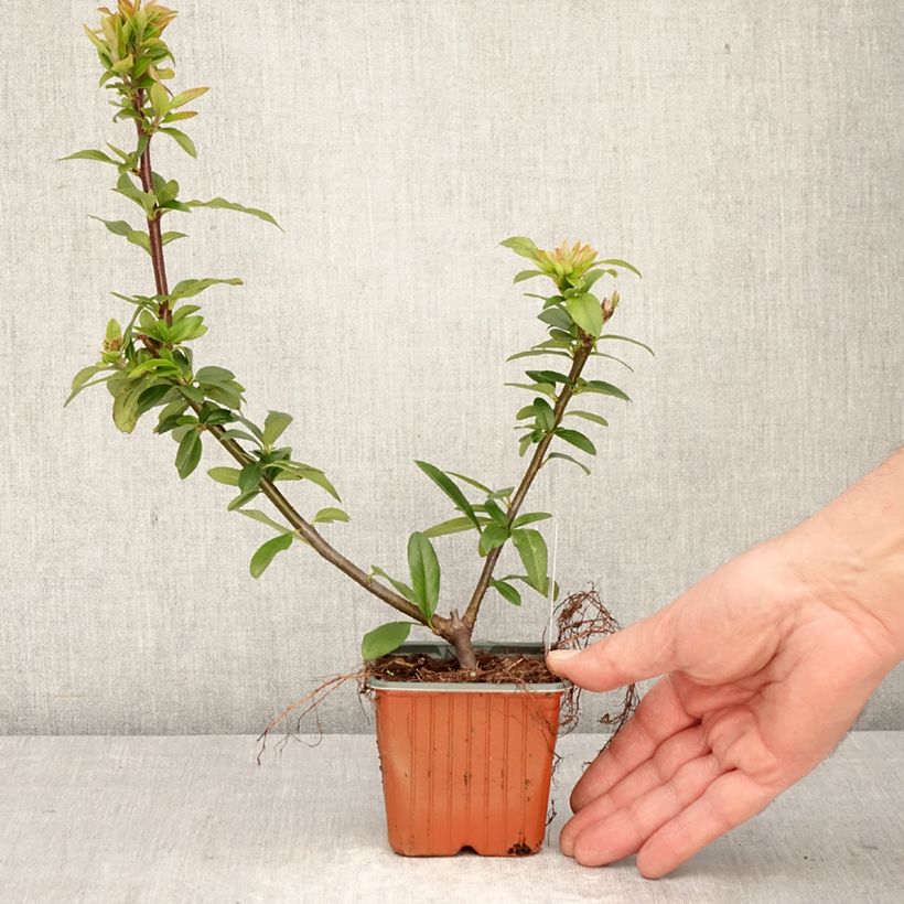 Spécimen de Pyracantha coccinea Orange Star - Buisson ardent Godet de 8/9 cm tel que livré au printemps