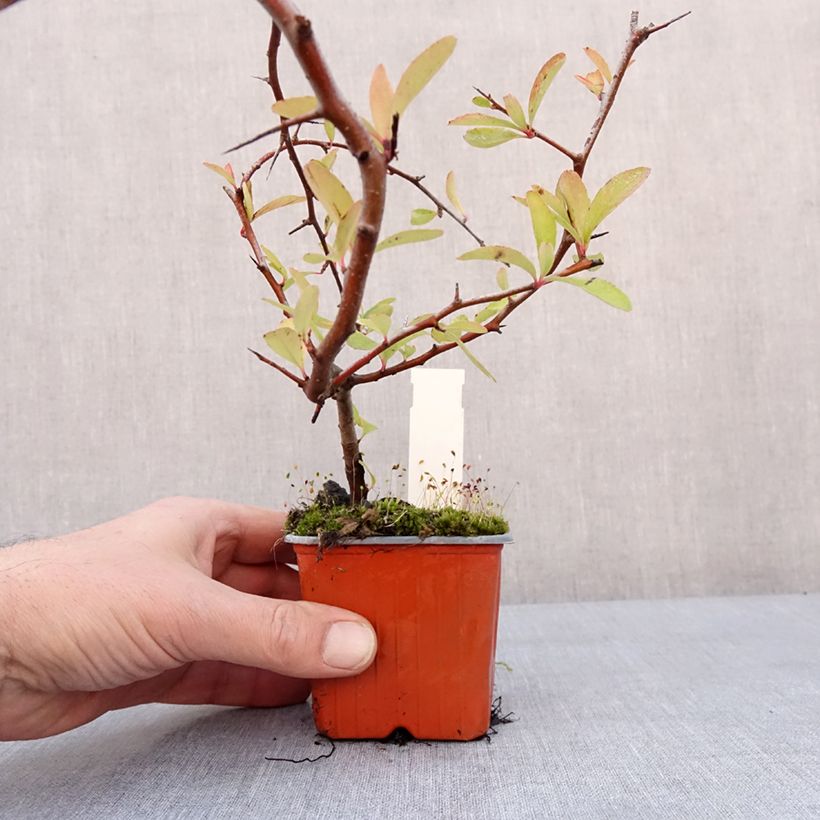 Spécimen de Pyracantha coccinea Sunny Star - Buisson ardent Godet de 8/9 cm tel que livré en hiver