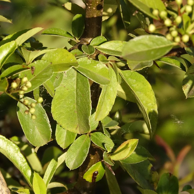 Pyracantha Golden Charmer - Buissont ardent (Feuillage)