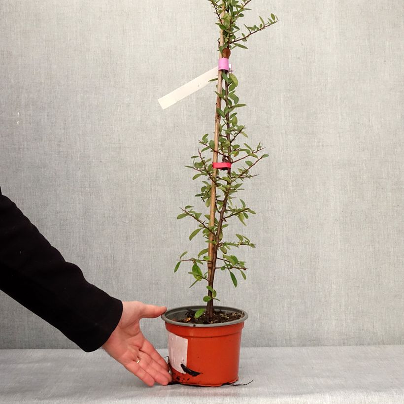Spécimen de Pyracantha Mohave - Buisson ardent  Pot de 2L/3L tel que livré en hiver