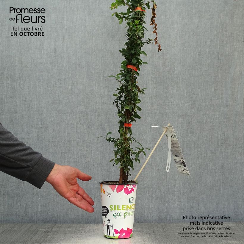 Spécimen de Pyracantha SAPHYR Orange - Buisson ardent Pot de 2L/3L tel que livré en automne