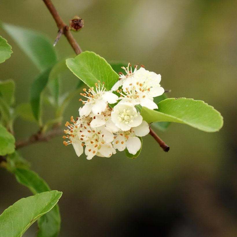 Pyracantha SAPHYR Orange - Buisson ardent (Feuillage)