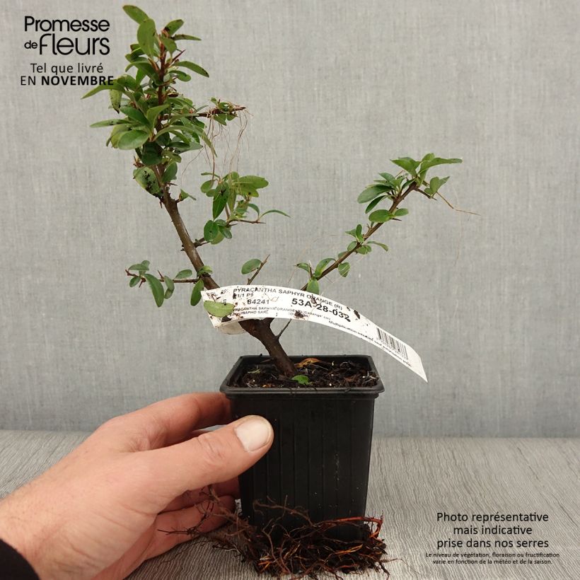 Spécimen de Pyracantha SAPHYR Orange - Buisson ardent Godet de 8/9 cm tel que livré en automne