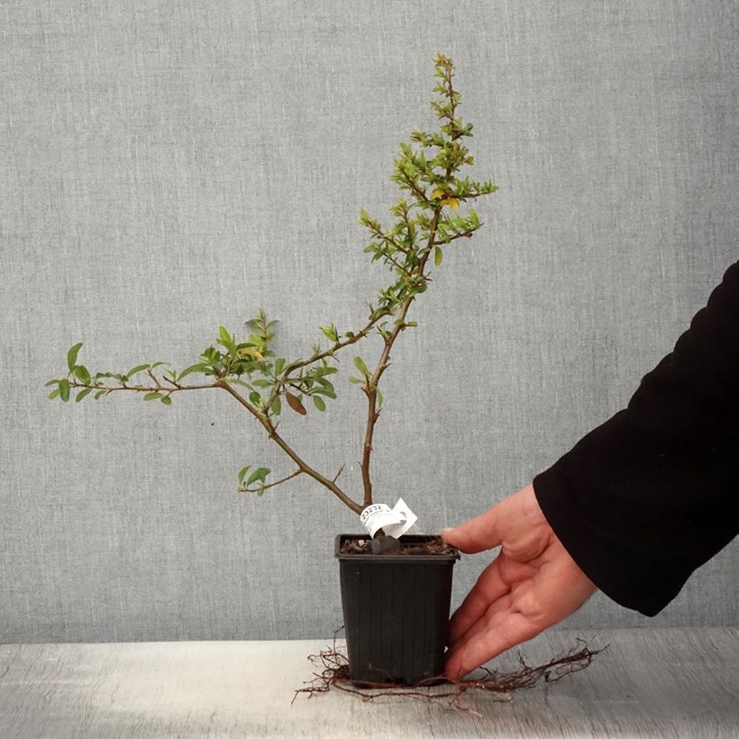 Spécimen de Pyracantha SAPHYR Orange - Buisson ardent Godet de 8/9 cm tel que livré au printemps
