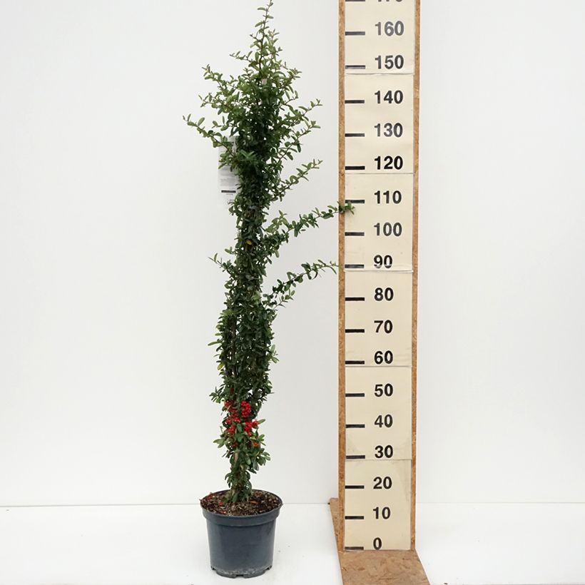 Spécimen de Pyracantha SAPHYR Rouge - Buisson ardent Pot de 7,5L/10L tel que livré en automne