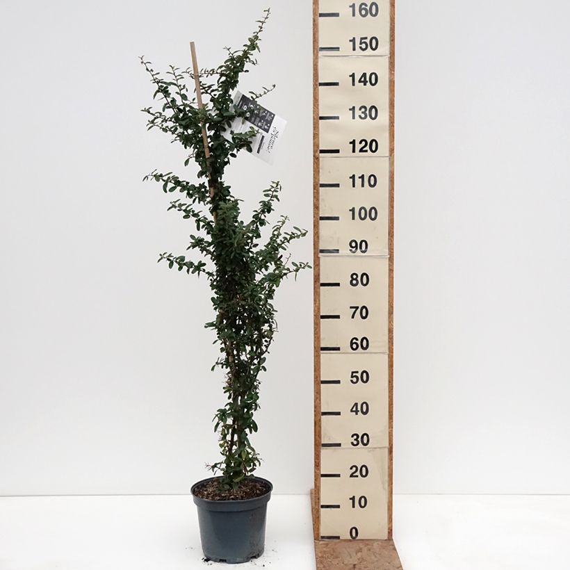 Spécimen de Pyracantha SAPHYR Rouge - Buisson ardent Pot de 7,5L/10L tel que livré en hiver