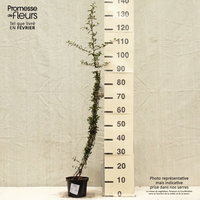 Spécimen de Pyracantha Soleil d'or - Buisson ardent Pot de 2L/3L tel que livré en hiver