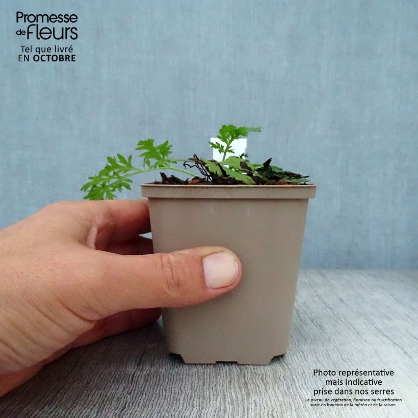 Spécimen de Pyrèthre Robinson Rose -Tanacetum coccineum Godet de 8/9 cm tel que livré en automne