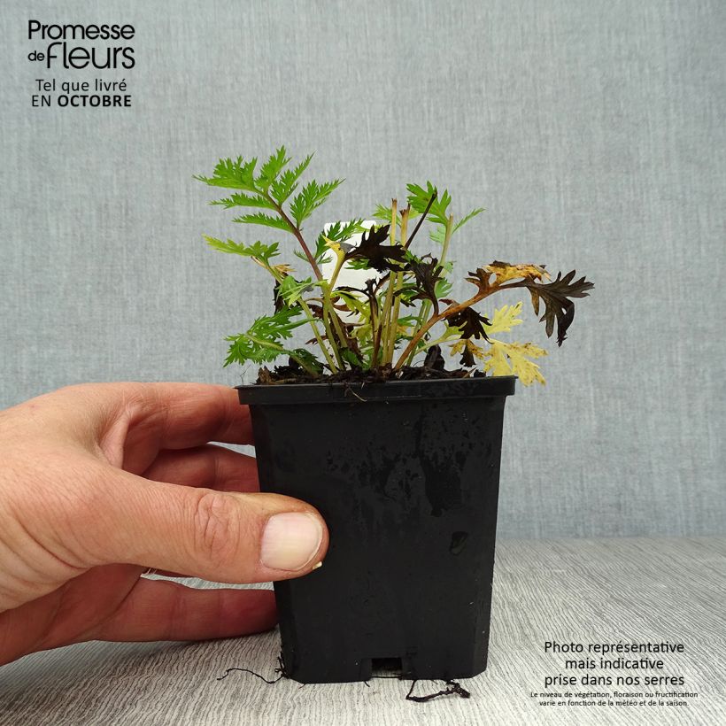 Spécimen de Pyrèthre Robinson's Red - Tanacetum coccineum Godet de 8/9 cm tel que livré en automne
