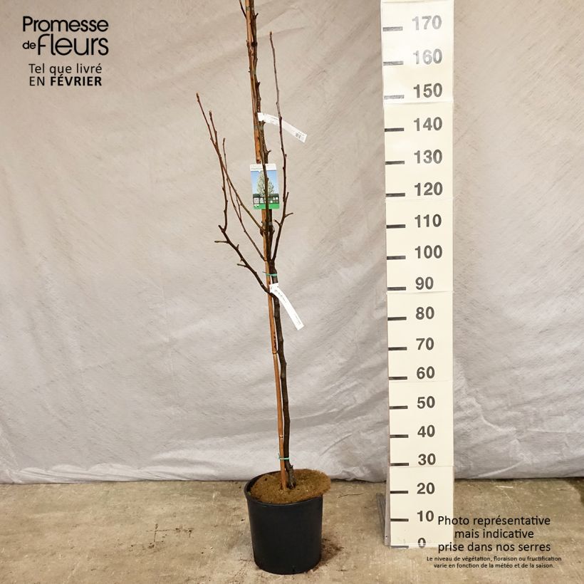 Spécimen de Pyrus calleryana Chanticleer - Poirier d'ornement  Pot de 12L/15L tel que livré en hiver